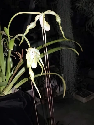 Bild von Phragmipedium caudatum 4